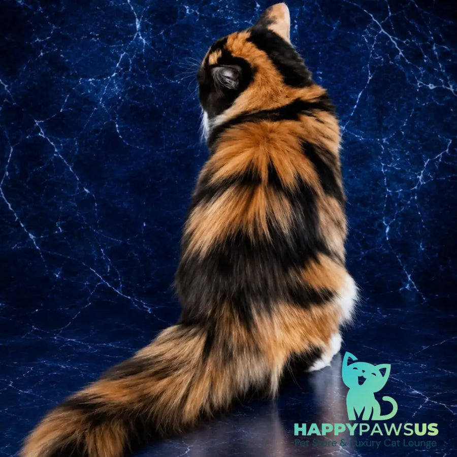 Olympia Persian female black tortie bicolour - live animals
