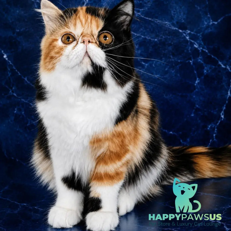 Olympia Persian female black tortie bicolour - live animals
