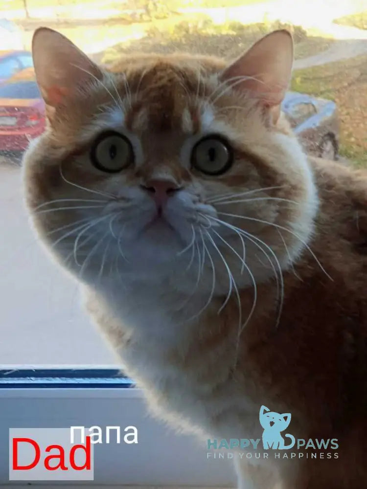 Olympic Scottish Fold male red ticked tabby - live animals