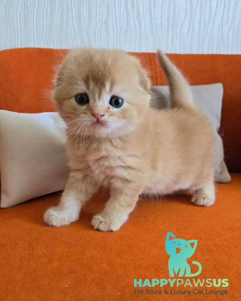 Olympic Scottish Fold male red ticked tabby - live animals
