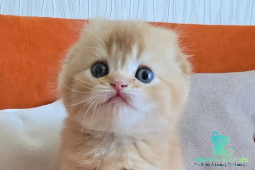 Olympic Scottish Fold male red ticked tabby - live animals