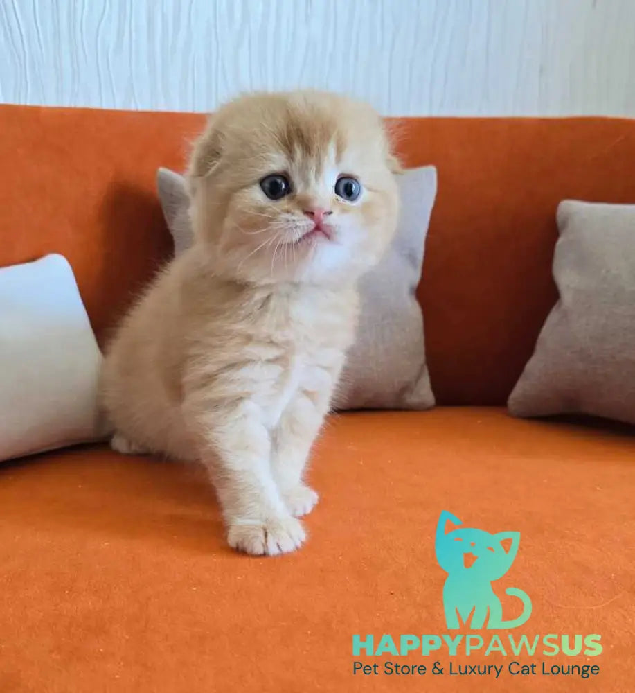 Olympic Scottish Fold male red ticked tabby - live animals