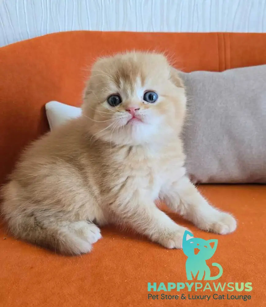 Olympic Scottish Fold male red ticked tabby - live animals