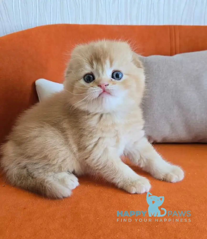 Olympic Scottish Fold male red ticked tabby - live animals