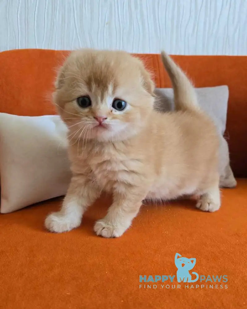 Olympic Scottish Fold male red ticked tabby - live animals
