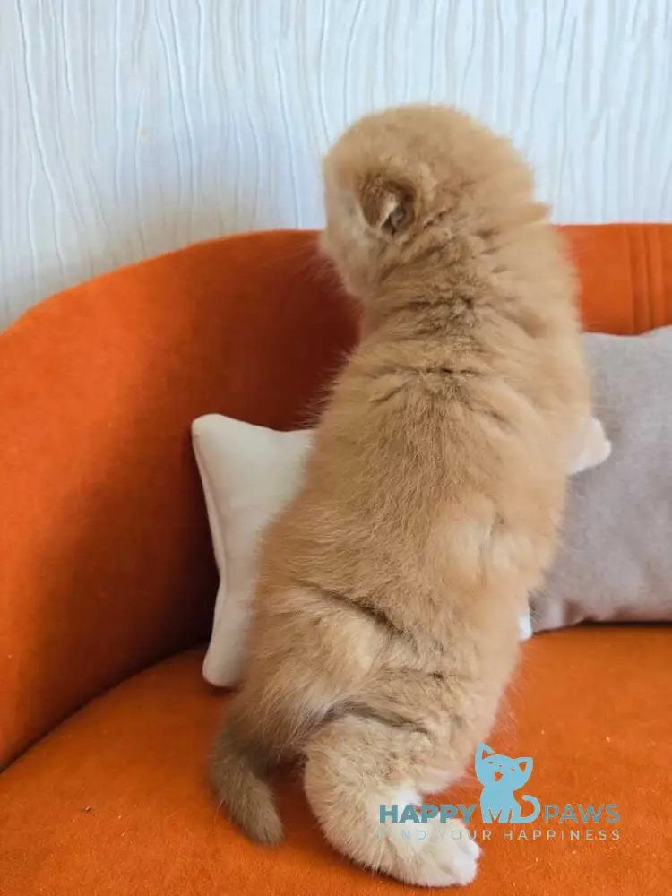 Olympic Scottish Fold male red ticked tabby - live animals