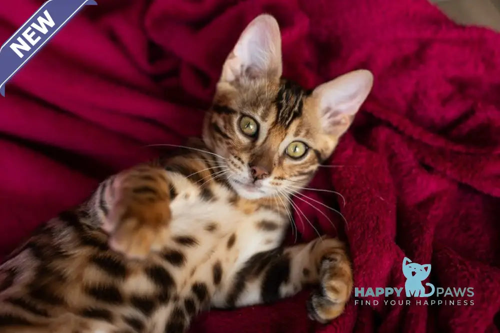 Omalia Bengal female black spotted tabby live animals