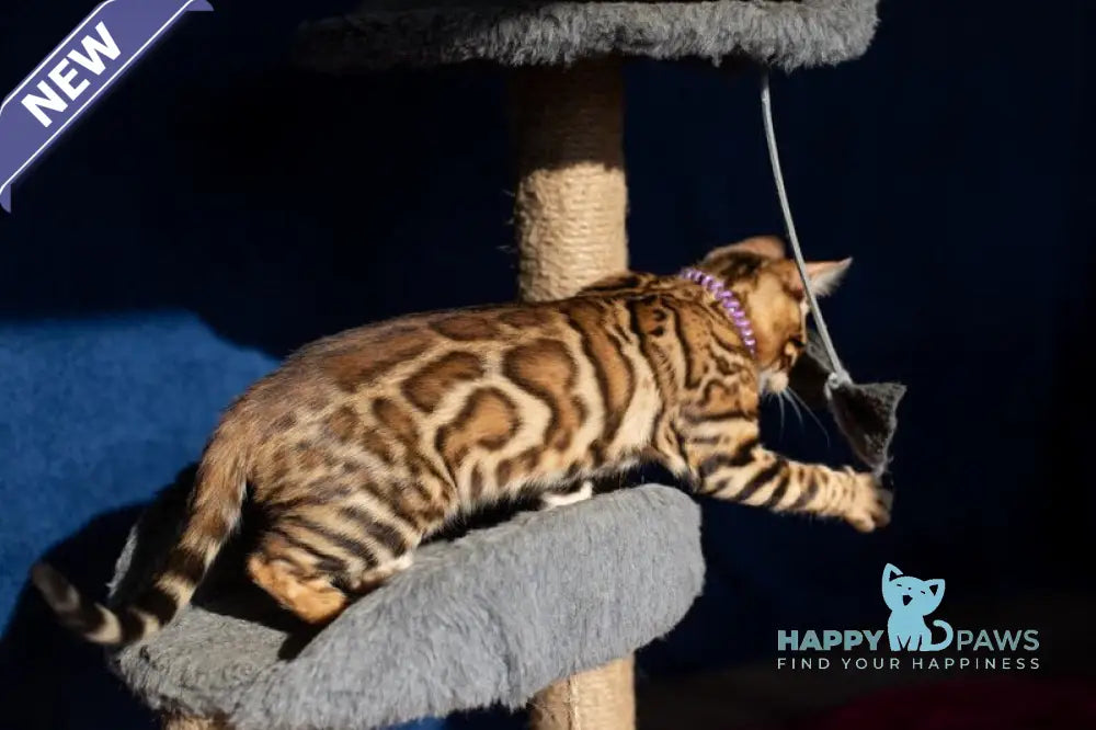 Omalia Bengal female black spotted tabby live animals