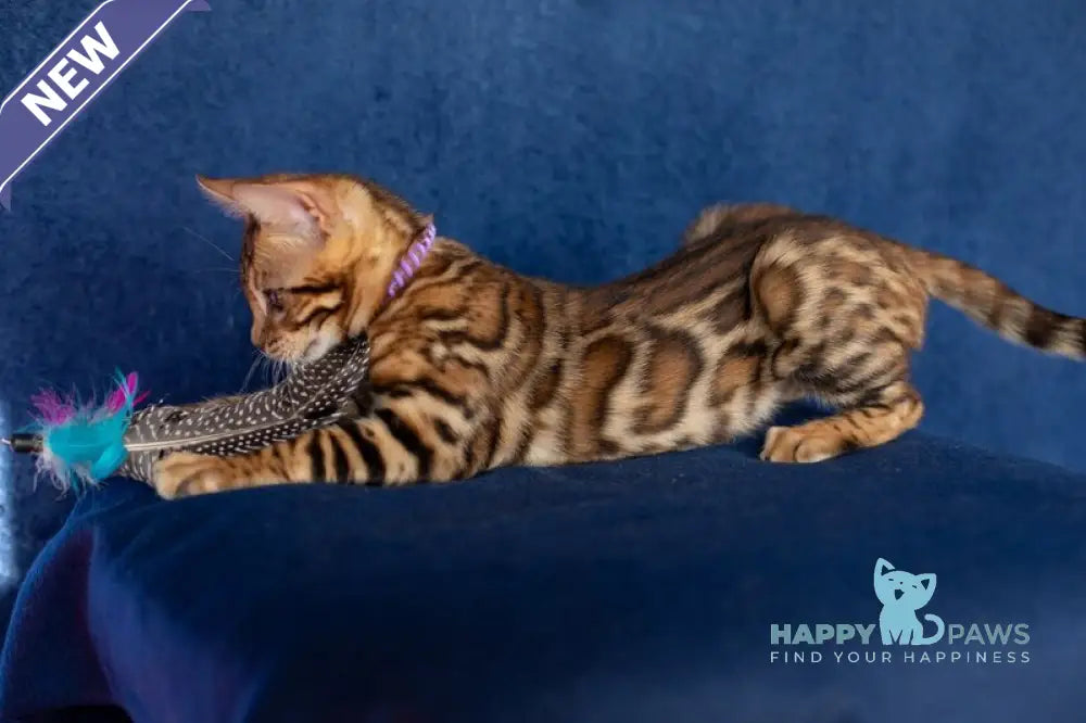 Omalia Bengal female black spotted tabby live animals