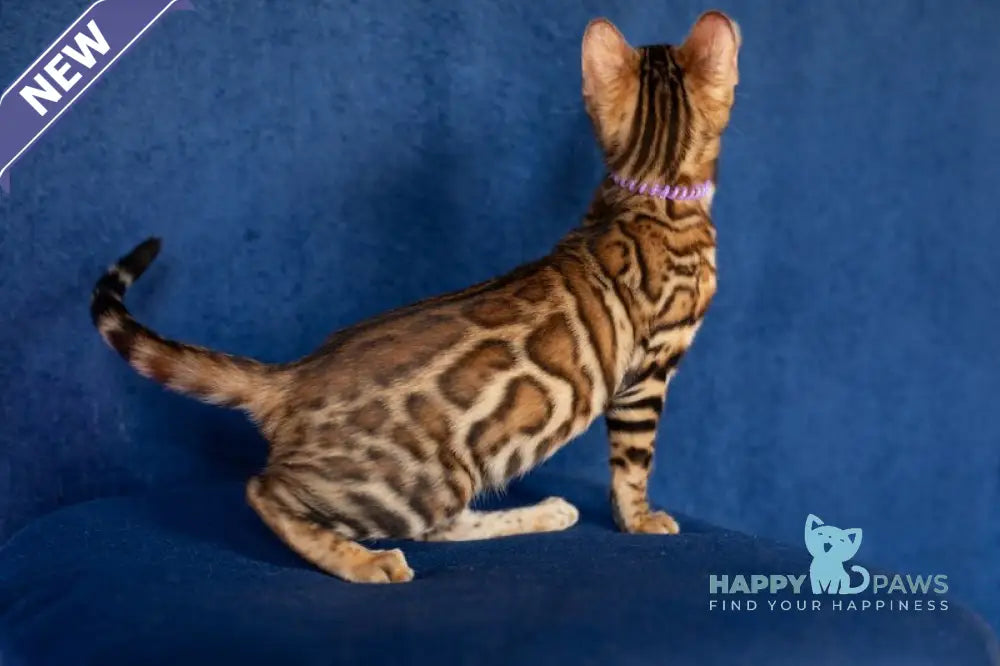 Omalia Bengal female black spotted tabby live animals