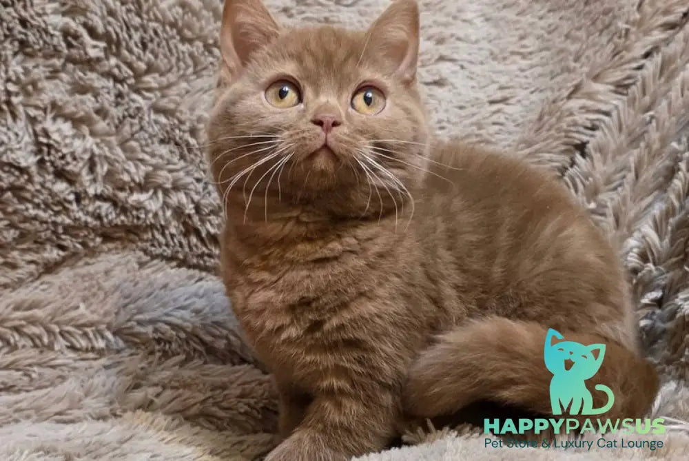 Omar British Shorthair male cinnamon - live animals