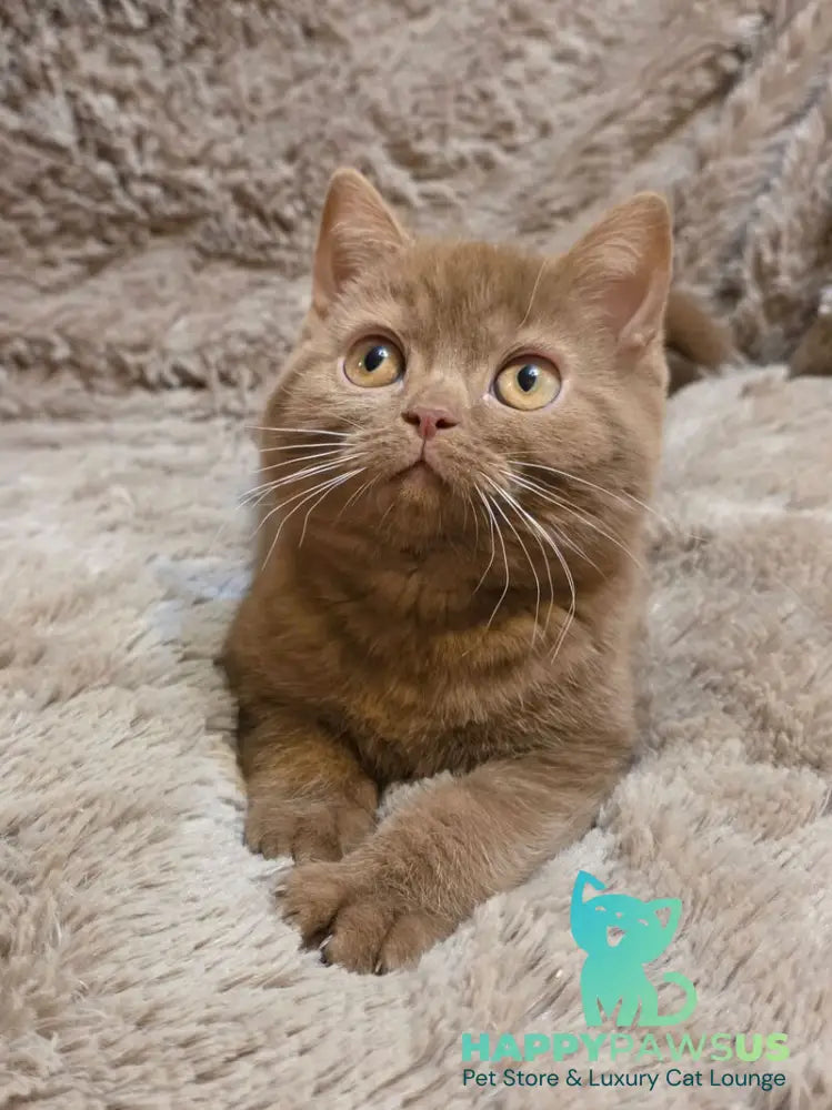 Omar British Shorthair male cinnamon - live animals