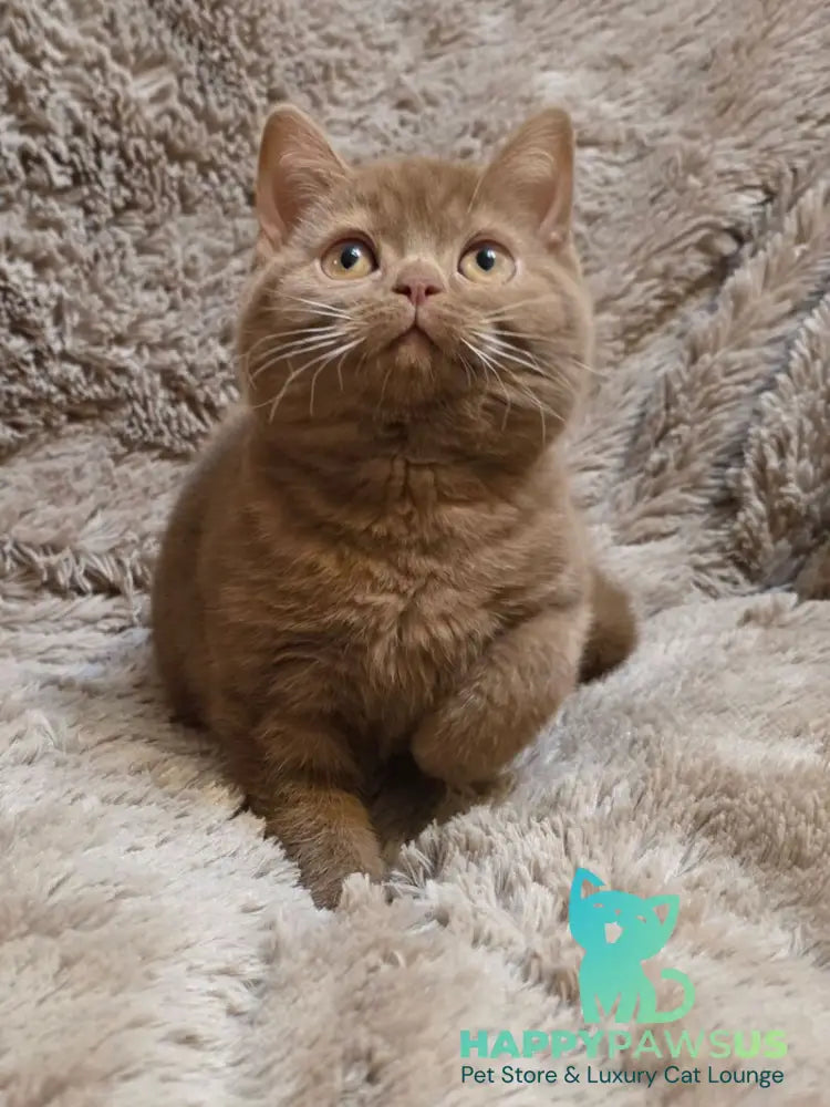 Omar British Shorthair male cinnamon - live animals