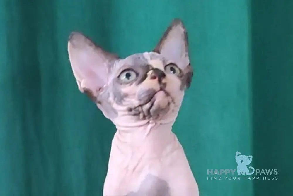 Omega Canadian Sphynx female black tortie bicolour live animals