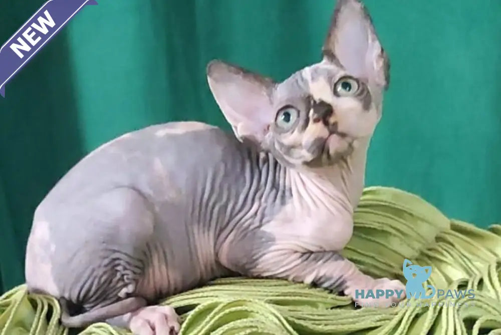 Omega Canadian Sphynx female black tortie bicolour live animals