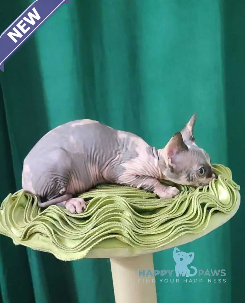 Omega Canadian Sphynx female black tortie bicolour live animals