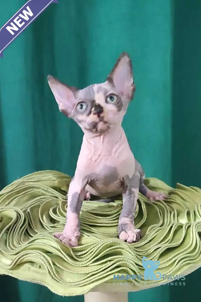 Omega Canadian Sphynx female black tortie bicolour live animals