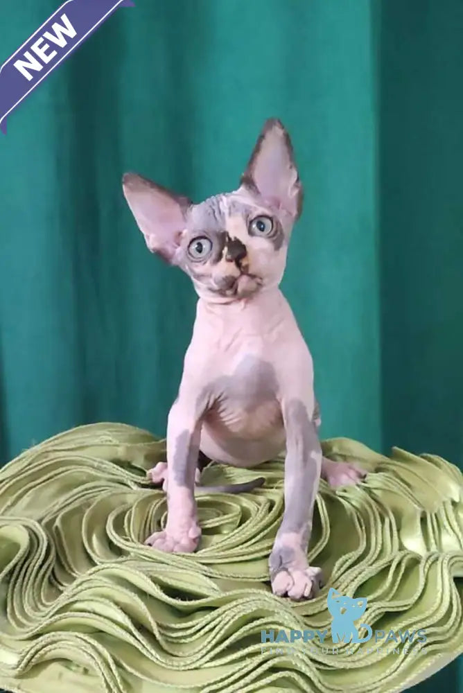 Omega Canadian Sphynx female black tortie bicolour live animals