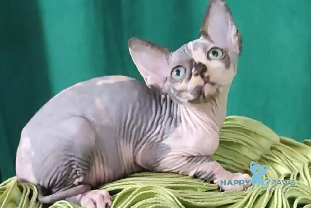 Omega Canadian Sphynx female black tortie bicolour live animals