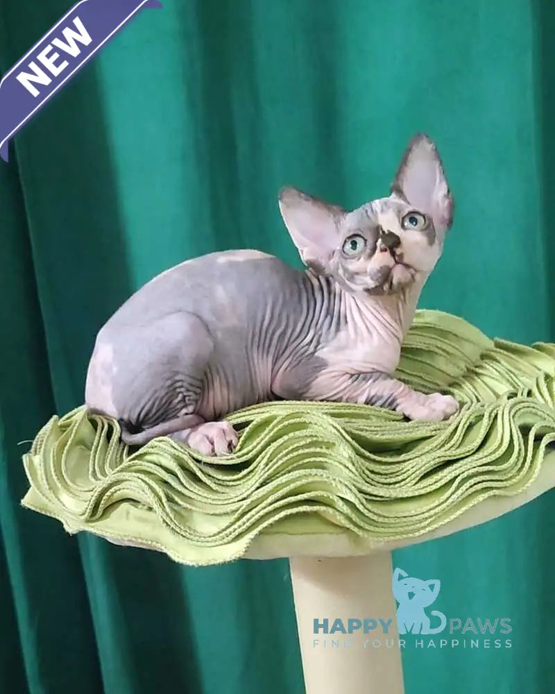 Omega Canadian Sphynx female black tortie bicolour live animals