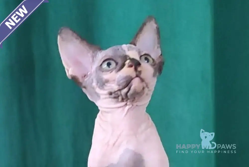 Omega Canadian Sphynx female black tortie bicolour live animals