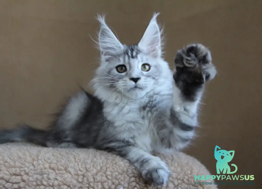 Omega Maine Coon female black silver tabby - live animals