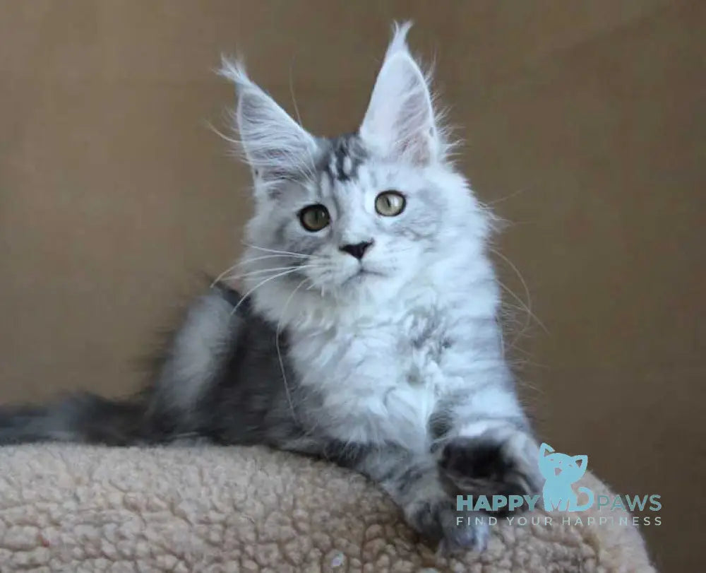Omega Maine Coon female black silver tabby live animals