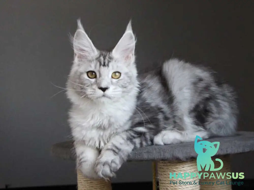 Omega Maine Coon female black silver tabby live animals