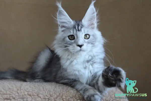 Omega Maine Coon female black silver tabby - live animals
