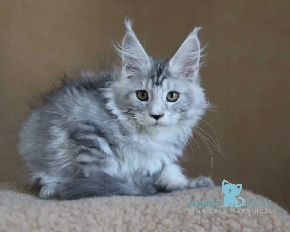 Omega Maine Coon female black silver tabby live animals