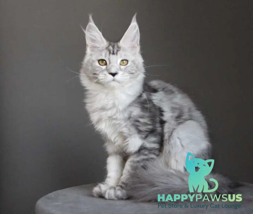 Omega Maine Coon female black silver tabby live animals