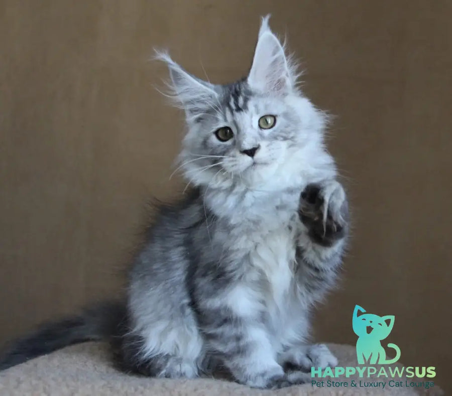 Omega Maine Coon female black silver tabby - live animals