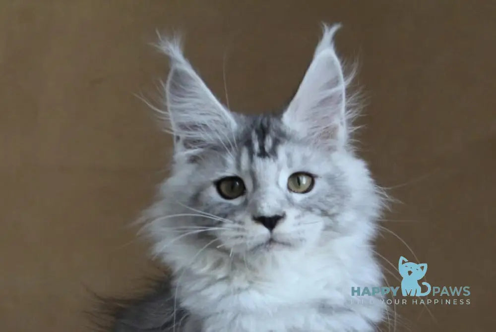 Omega Maine Coon female black silver tabby live animals