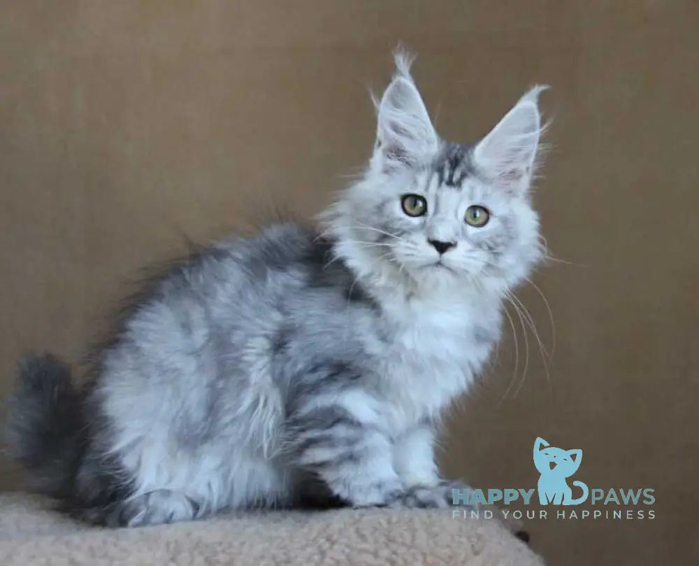 Omega Maine Coon female black silver tabby live animals