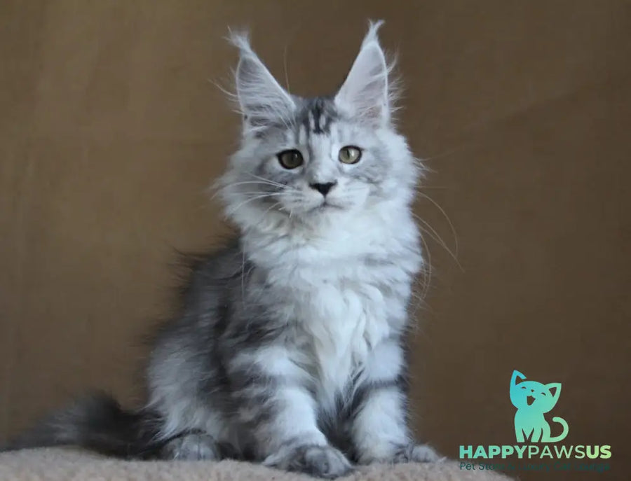 Omega Maine Coon female black silver tabby - live animals