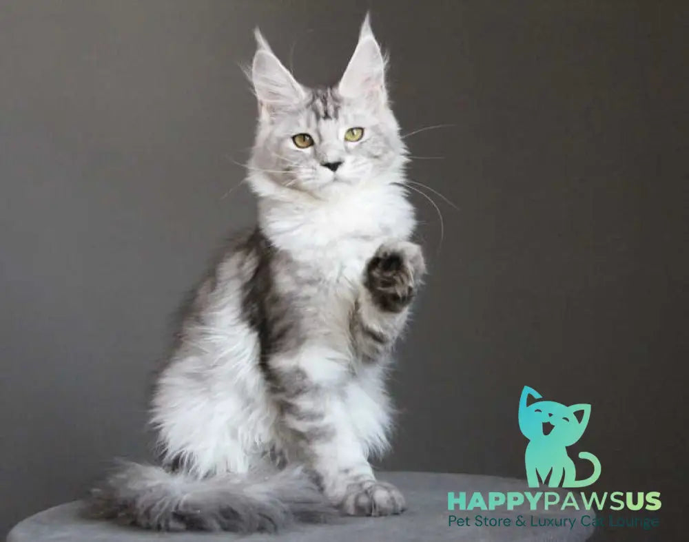 Omega Maine Coon female black silver tabby live animals