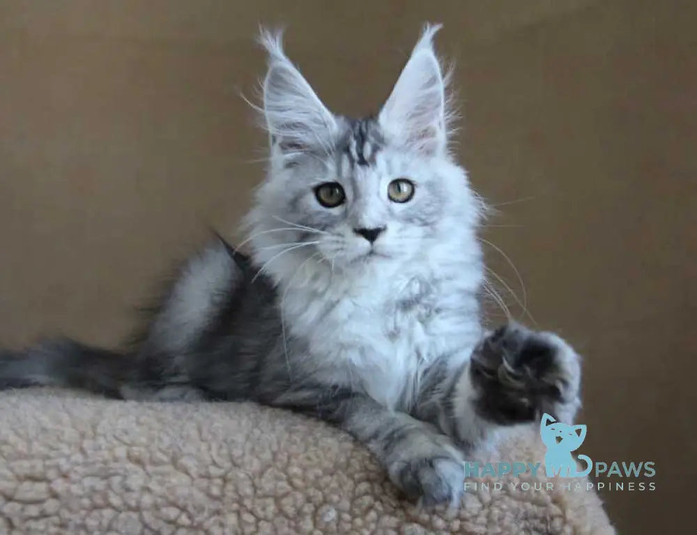 Omega Maine Coon female black silver tabby live animals