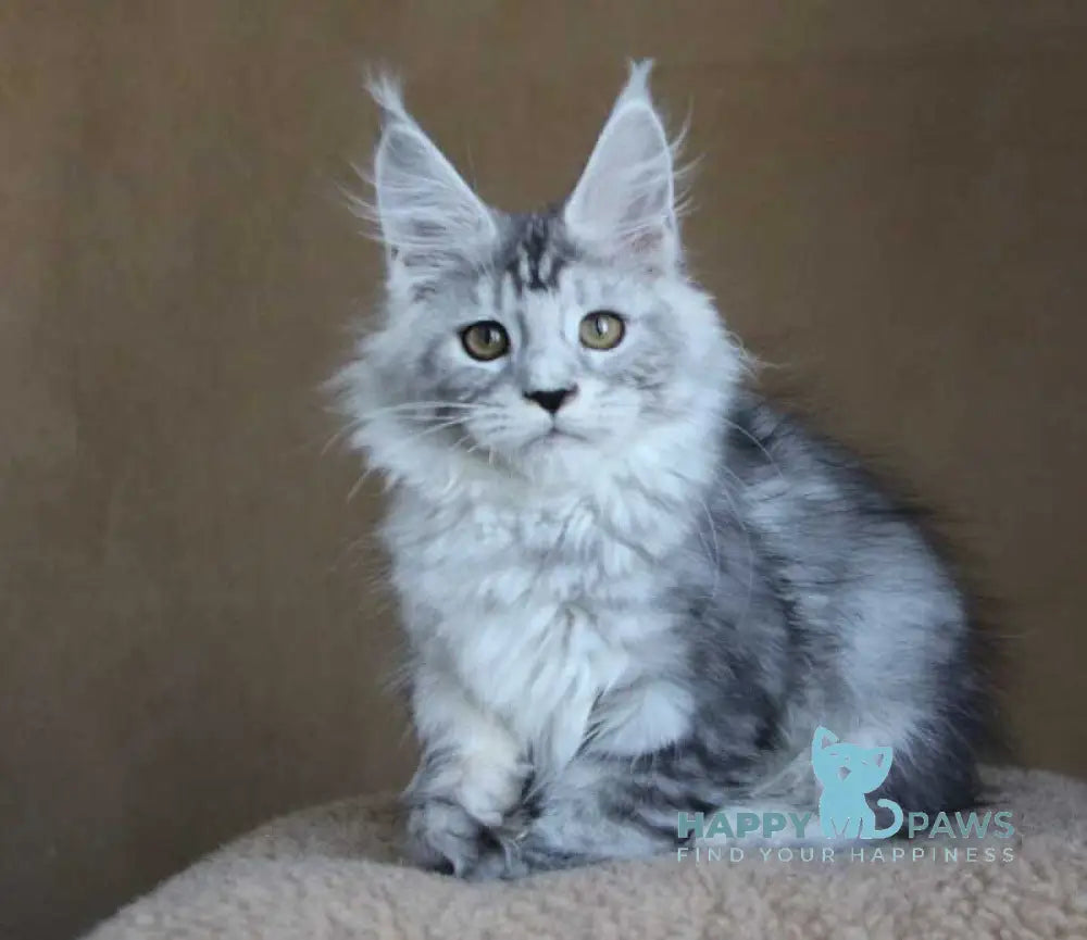 Omega Maine Coon female black silver tabby live animals