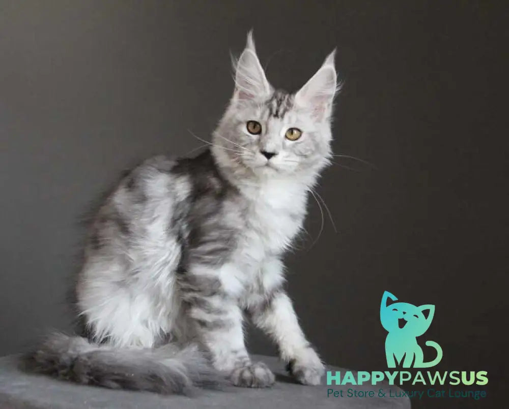 Omega Maine Coon female black silver tabby live animals