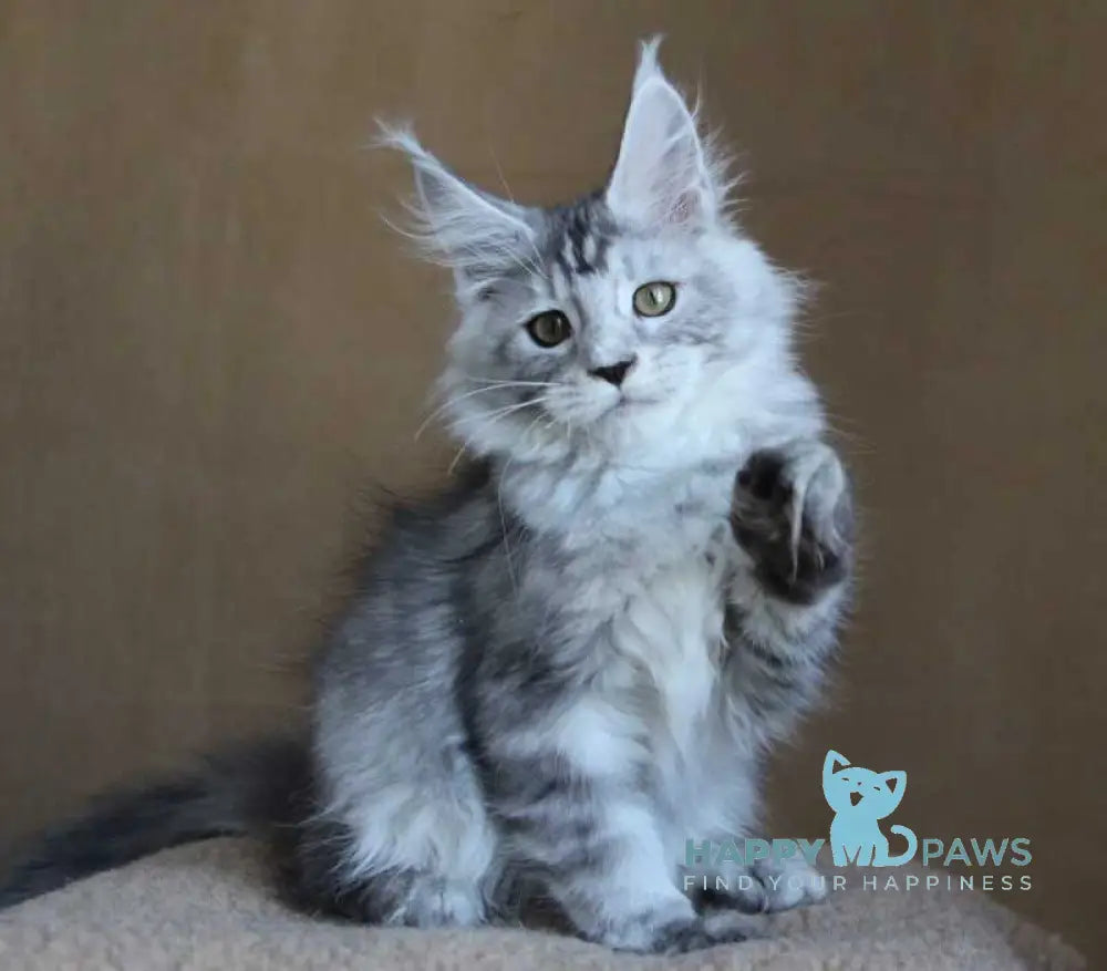 Omega Maine Coon female black silver tabby live animals