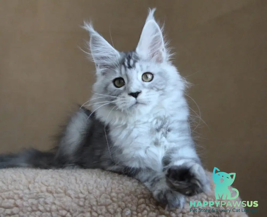 Omega Maine Coon female black silver tabby - live animals