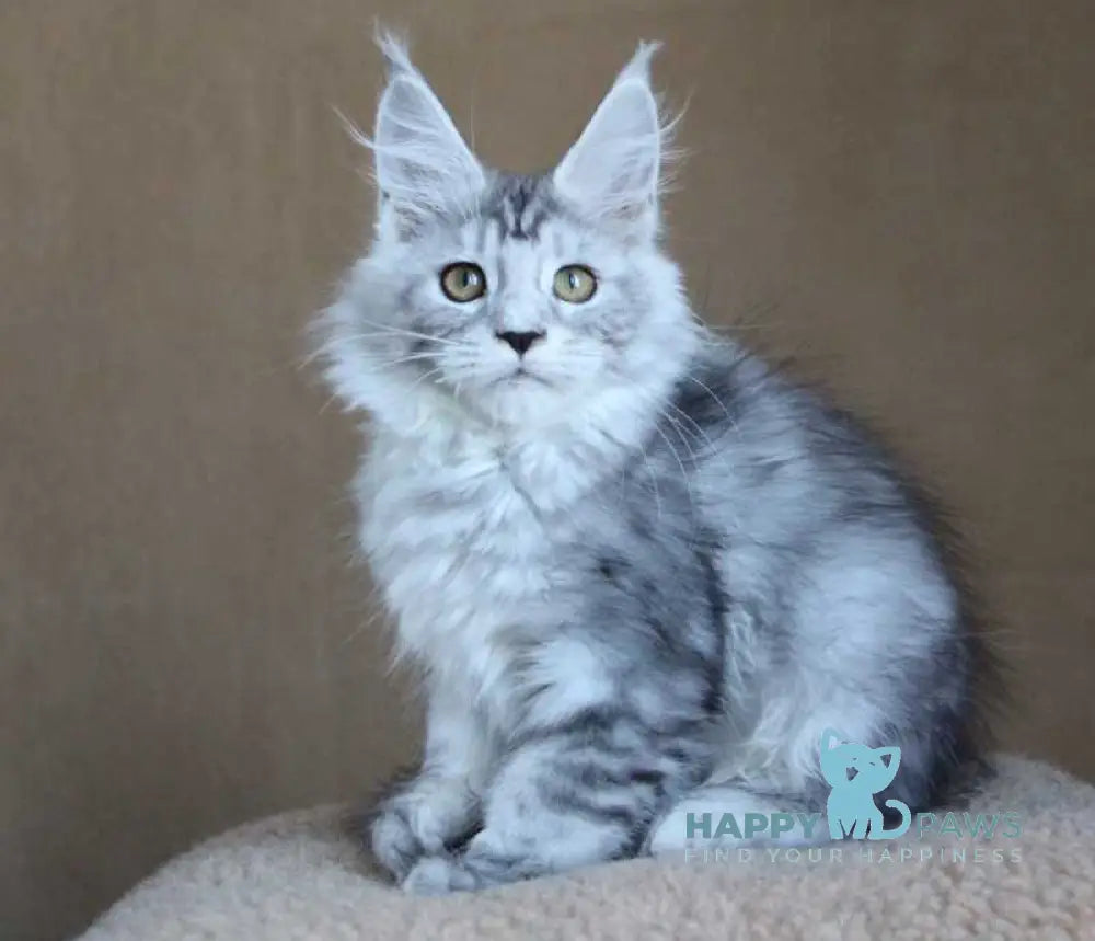 Omega Maine Coon female black silver tabby live animals