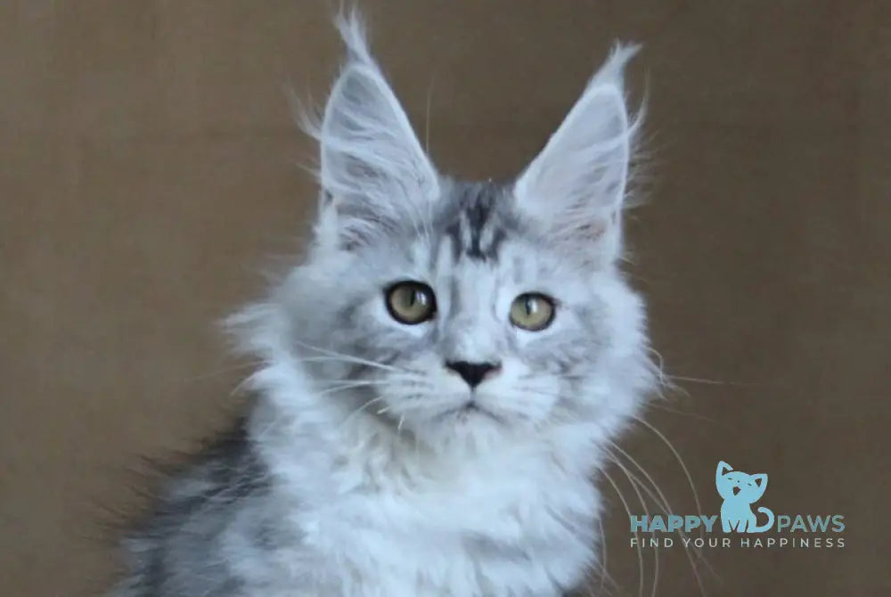 Omega Maine Coon female black silver tabby live animals
