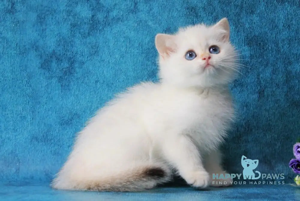 Omeliya British Shorthair female black golden chinchilla pointed live animals