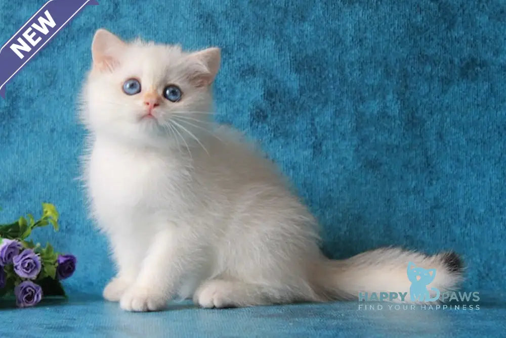 Omeliya British Shorthair female black golden chinchilla pointed live animals
