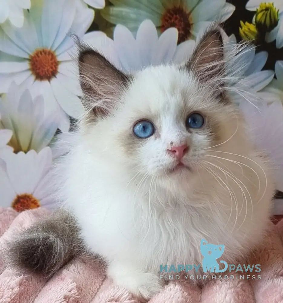 Omelyan Siberian male seal tabby pointed with white live animals