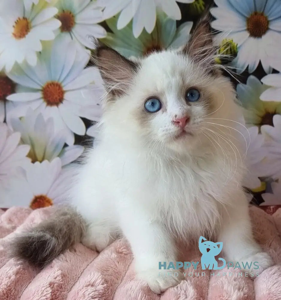 Omelyan Siberian male seal tabby pointed with white live animals