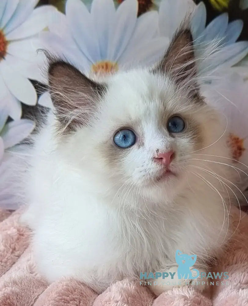 Omelyan Siberian male seal tabby pointed with white live animals