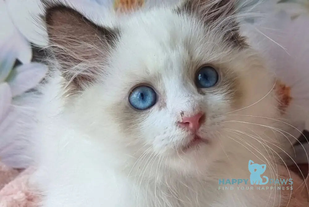 Omelyan Siberian male seal tabby pointed with white live animals
