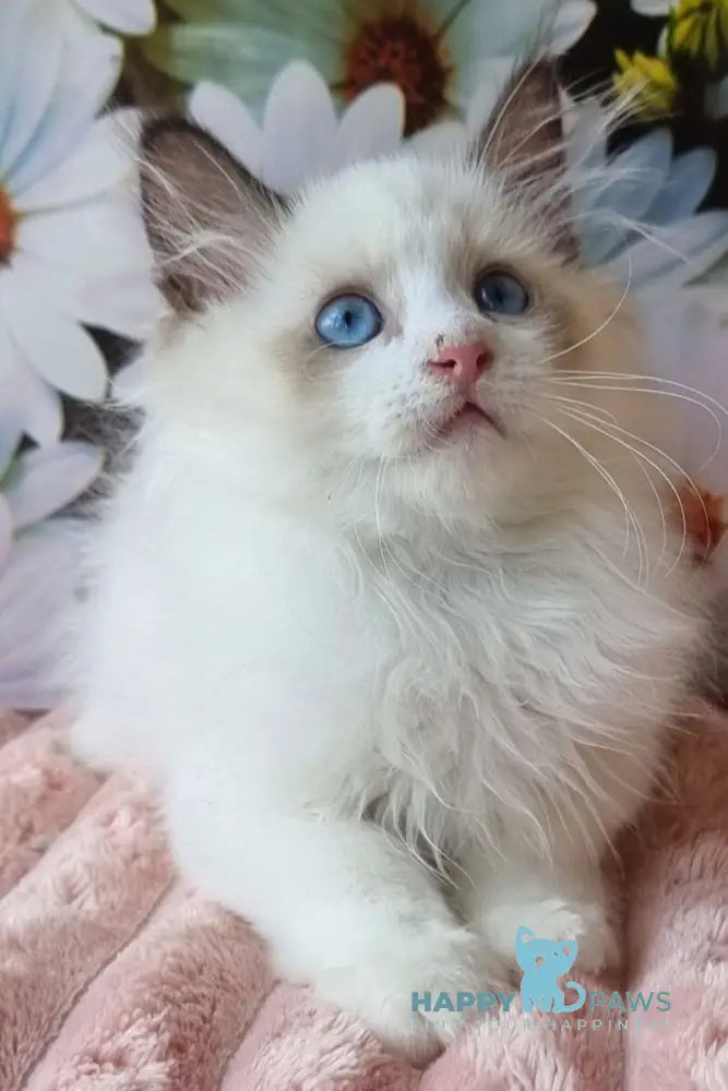Omelyan Siberian male seal tabby pointed with white live animals